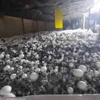 پخش عمده قارچ