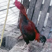 خروس لاریمست