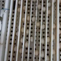 تخم نطفه دار عروس، خورشیدی ،گرینچیک