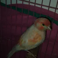 قناری نر