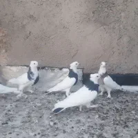 کفتر رنگی  کبوتر رنگی