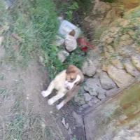 نژاد سراب
