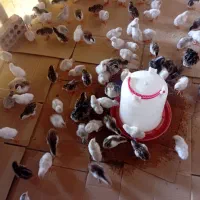 بوقلمون و مرغ شاخدار  اردک  غوغاز لیندا