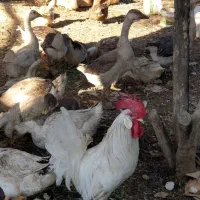 قو غاز و اردک