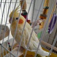 عروس هلندی لوتینوزعفرانی ماده