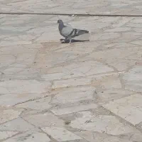 کبوتر تهرانی