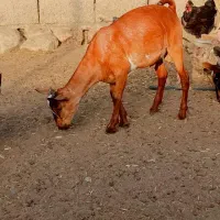 کهره صلاله