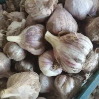سیر محلی درجه یک
