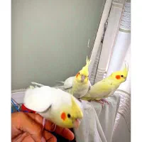عروس هلندی گمشده