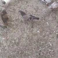 کفتر|پرنده|چمران, |دیوار