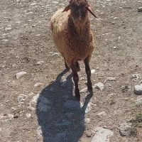 بره قوچ همو مال درجه یک به شرط برگه آزمایش مجدد