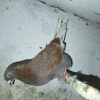 کبوتر پرشی