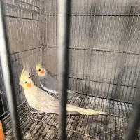 عروس هلندی با جوجه