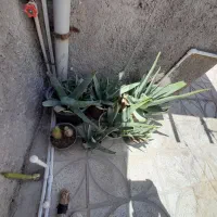 گل الوورا