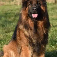 واگذاری و سرپرستی