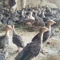 جوجه بوقلمون
