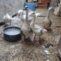 غاز|حیوانات مزرعه|زاهدان, |دیوار