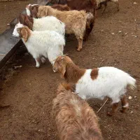 گوسفند(بزغاله)