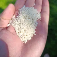 برنج درجه یک هاشمی