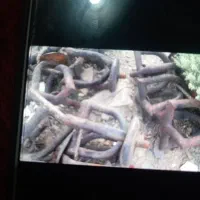 چهار شاغ غرغری