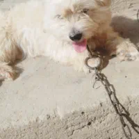 سگ پشمالو، بامزه