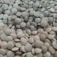 عدس درشت یکدست فقط ۱۳۸ تومن کیلویی