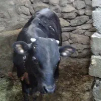 گوساله نر
