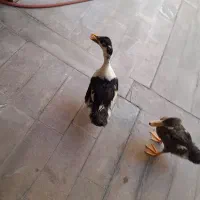 دو عدد اردک سلام