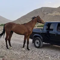 اسب|اسب و تجهیزات اسب‌سواری|چترود, |دیوار