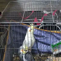 جفت عروس هلندی