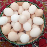 تخم مرغ محلی