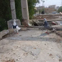 اشعل