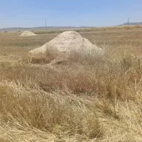 کاه دیم