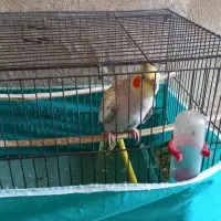 عروس هلندی