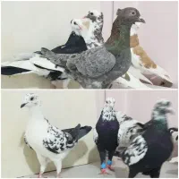کبوتر.۶تاسوسکی بزک ۶تا شازده و هفرنگ دم سفید