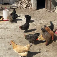 مرغ تخمگذار گلپایگان