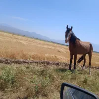 اسب  فوری به فروش می‌رسد