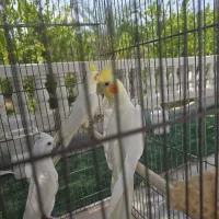 عروس هلندی آروم