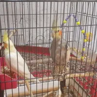 عروس هلندی نر و ماده با قفس