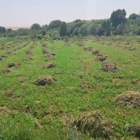 شبدر دوخلوار غوره بدون علف تمیزآدرس روستای خشتیانک