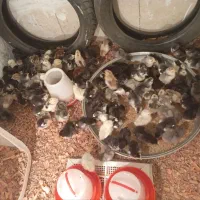 مرغ و خروس گلین لری