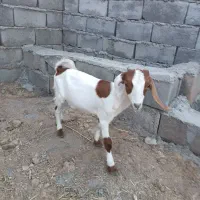 بزغاله کهره بز بره