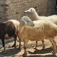 میش