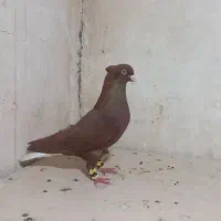 کبوتر رنگی