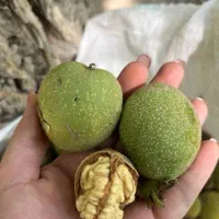 گردو
