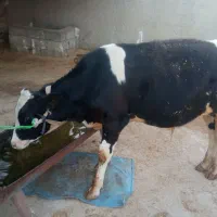 شنگل سمیتال