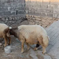 ورن سالم و سرحال