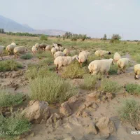 میش|حیوانات مزرعه|حاجی آباد, |دیوار