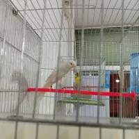 خرید و فروش انواع قناری سهره