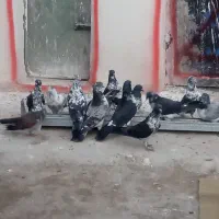 کفتر